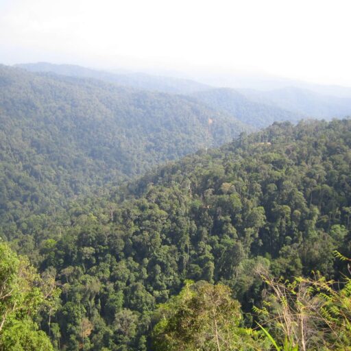 Indonesian forest