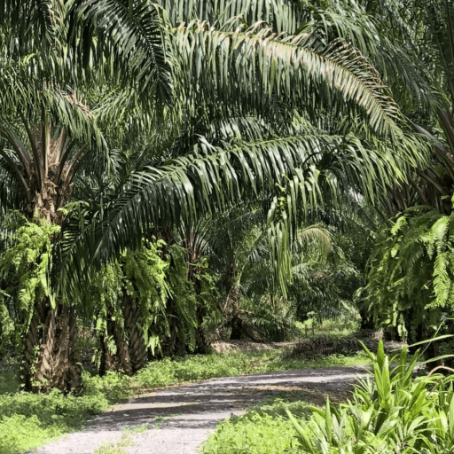 Palm oil walk