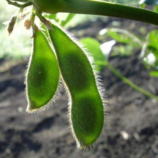 soy beans