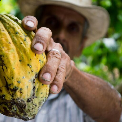 A farmer holding a large cocoa pod in a cocoa plantation.
